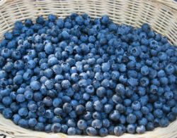 blueberries are a superfood